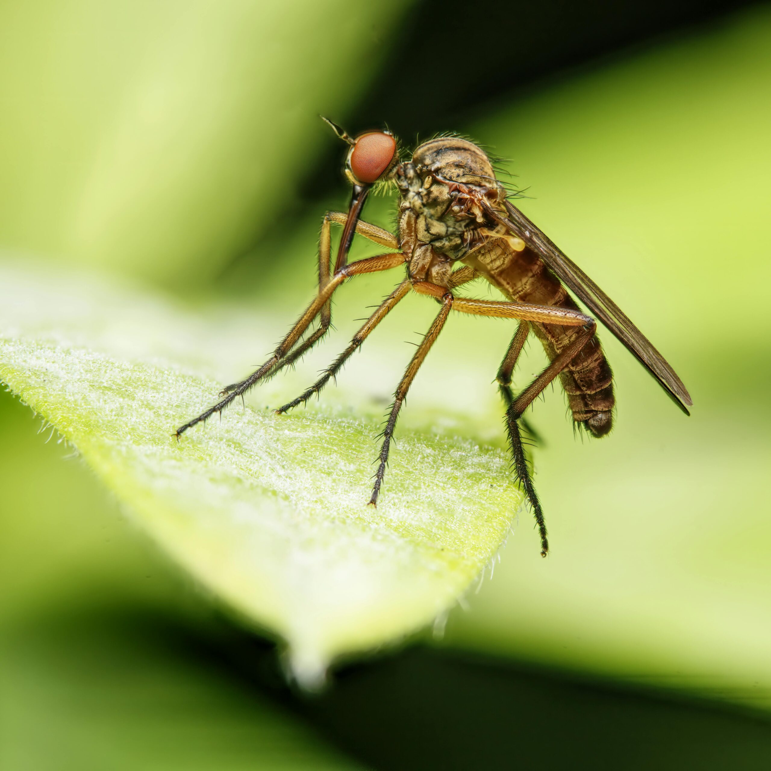 Affordable Pest Control in Jacksonville, FL pexels jason reid 2153705284 33107019